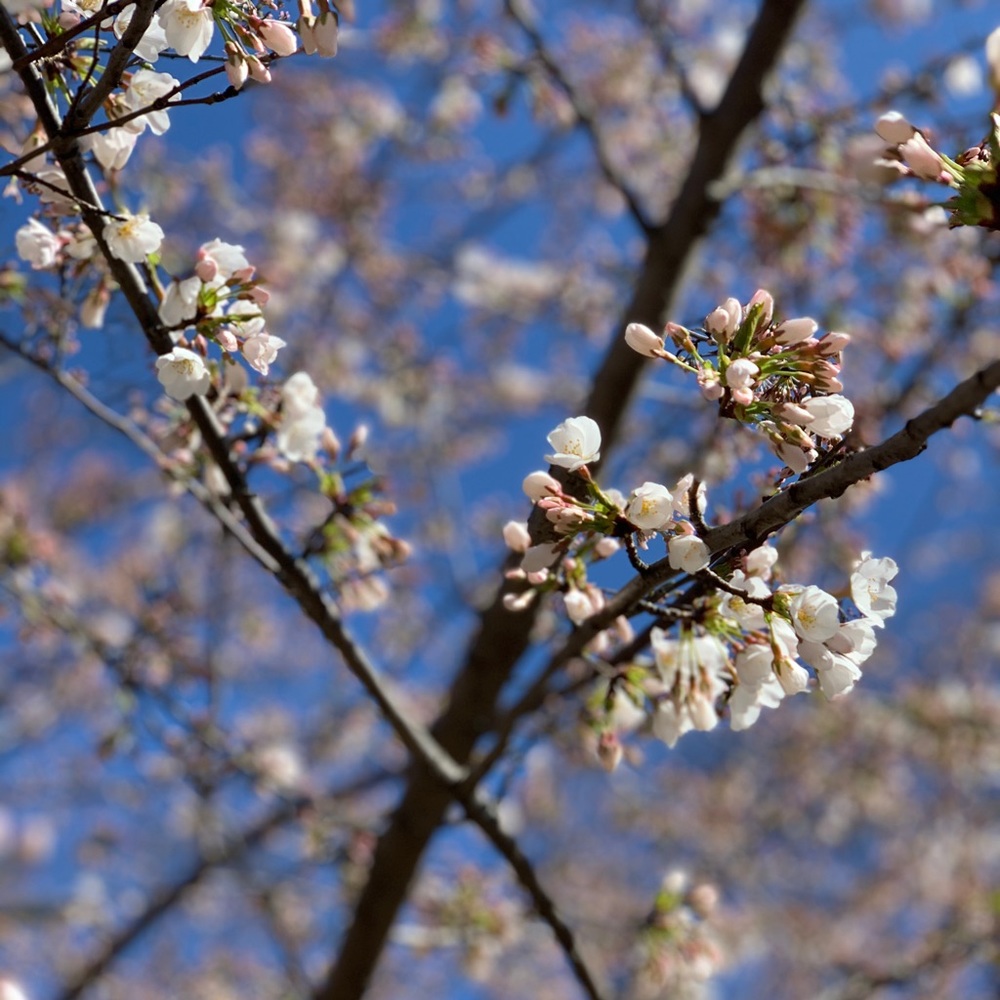 Meet your Posher, Divya